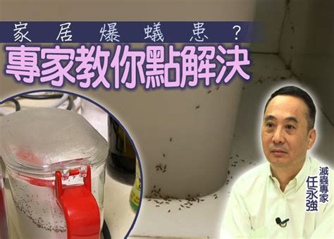 屋企有蟻風水|你要知：密封容器都無法防蟻？ 專家推3寶輕鬆滅蟻